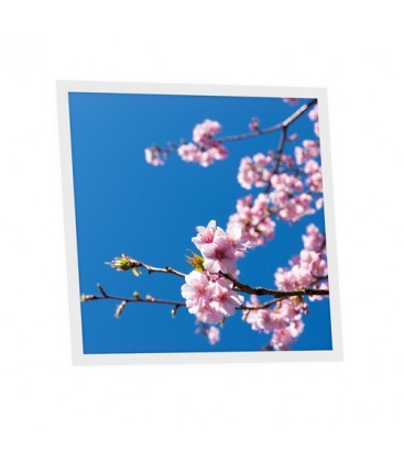 Dalle LED 36W 600/600 personnalisable Visuel Fleurs de cerisier